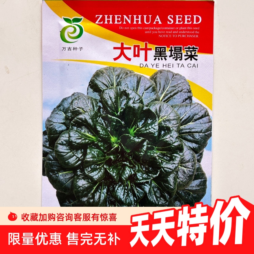 正品乌塌菜种子特耐寒越冬蔬菜种子小八叶菜种籽秋冬菊花菜秋冬季