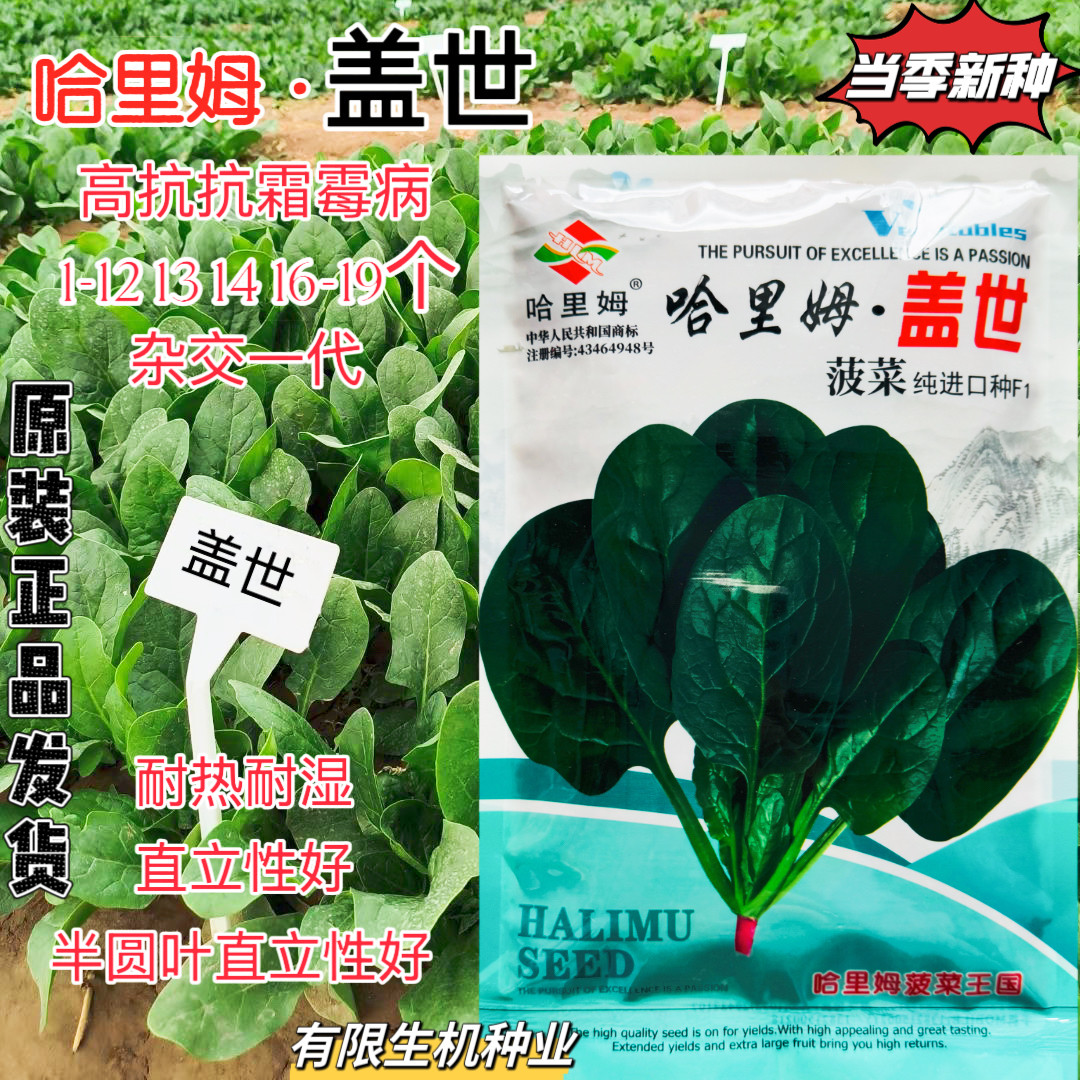 哈里姆.盖世菠菜种子纯进口种籽 高抗霜霉病耐热直立性好杂交一代