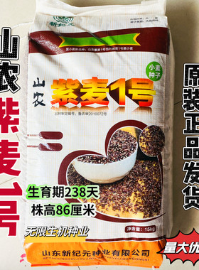 山农紫麦一号1号紫小麦种子籽矮杆高产稳产抗病抗倒耐热大田用种