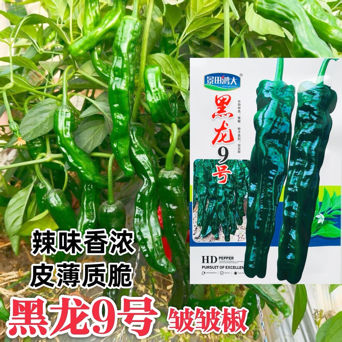 正品 黑龙9号皱皮椒种子特辣小皱皮辣椒种高产皮薄黑绿皱皱辣种籽