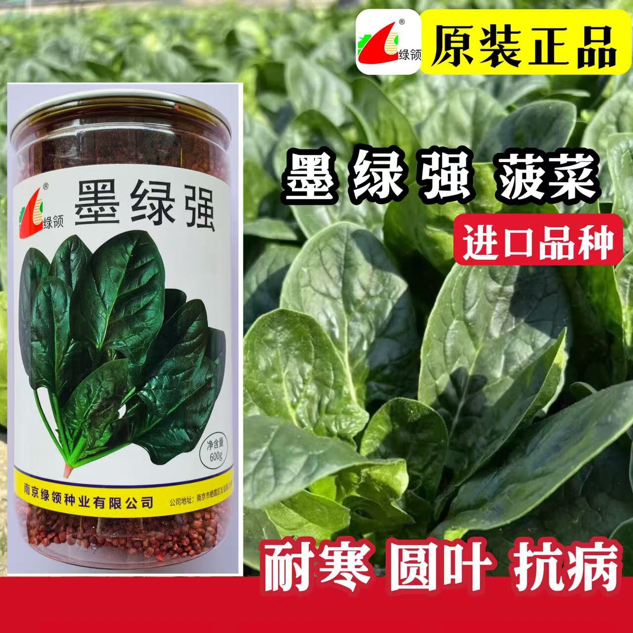 墨绿强菠菜籽种子绿领种业春夏秋季大棚四季播墨绿色杂交菠菜种孑