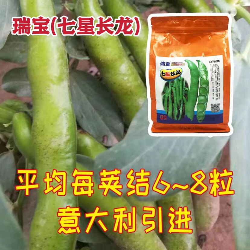 进口七星长龙大蚕豆种子南方大粒型七粒香胡豆种籽秋天种蔬菜种孑