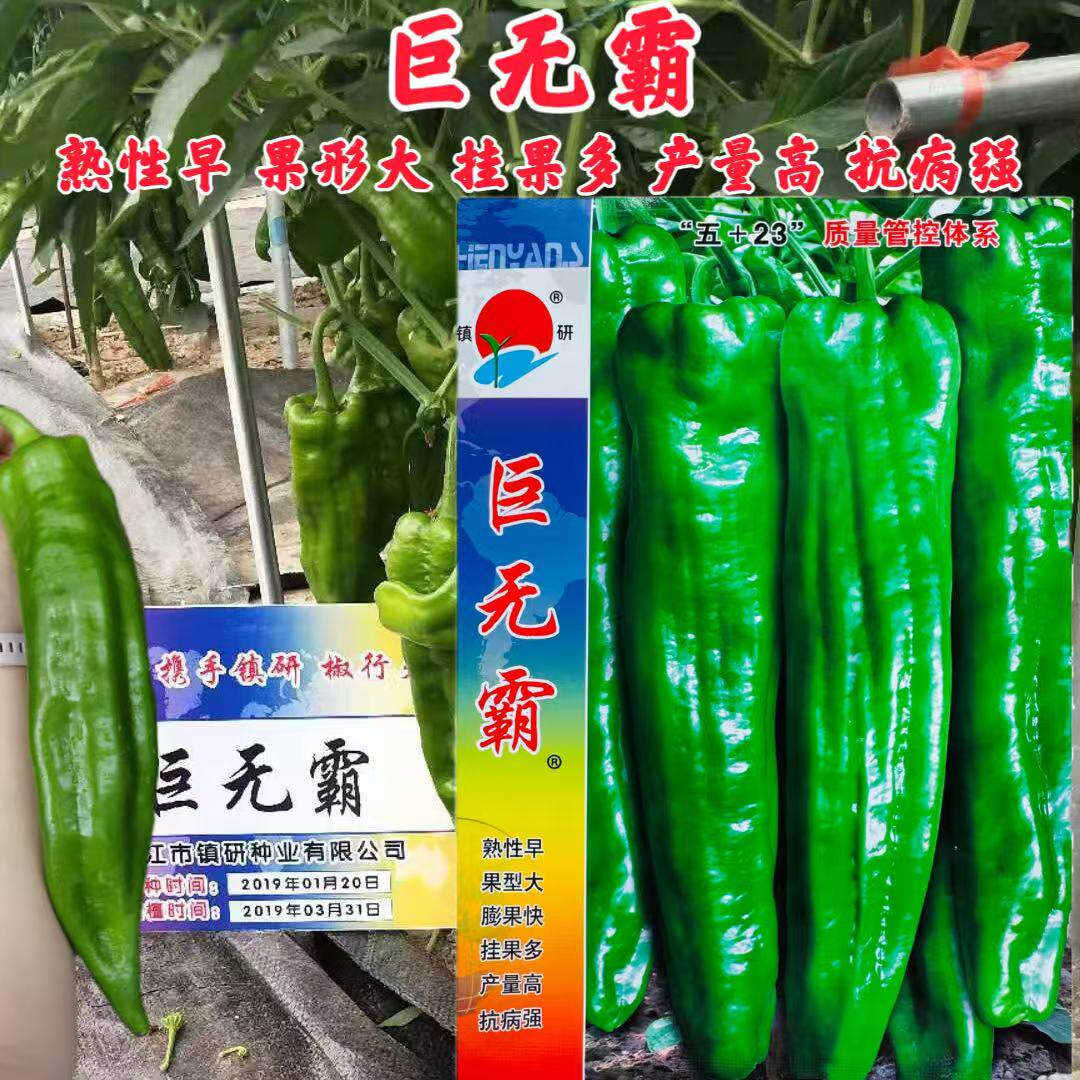 巨无霸辣椒种子杂交一代特大牛角椒早熟薄皮微辣高产抗病大棚露天
