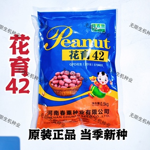 花育42花生种子高产高油大粒薄壳薄皮花生出油高耐旱涝大田春夏播