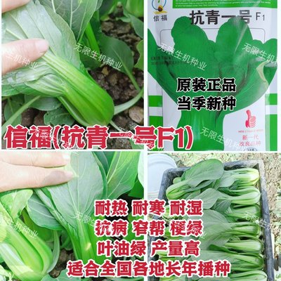 信福 抗青一号青梗菜种子上海青菜种子夏季耐热抗热耐高温油菜籽