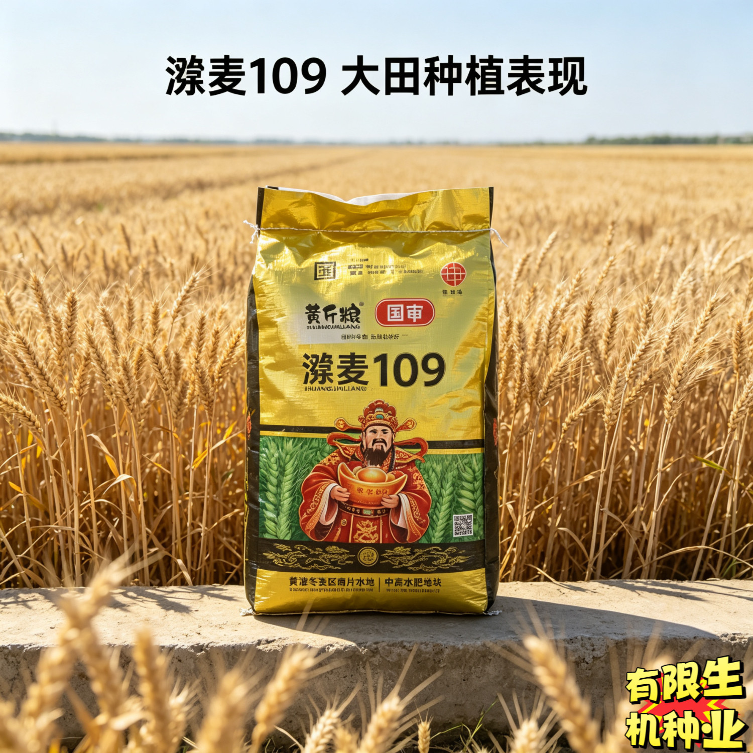 黄斤粮漯麦109国审小麦种子 穗大粒饱稳产 农家福农业冬小麦种子