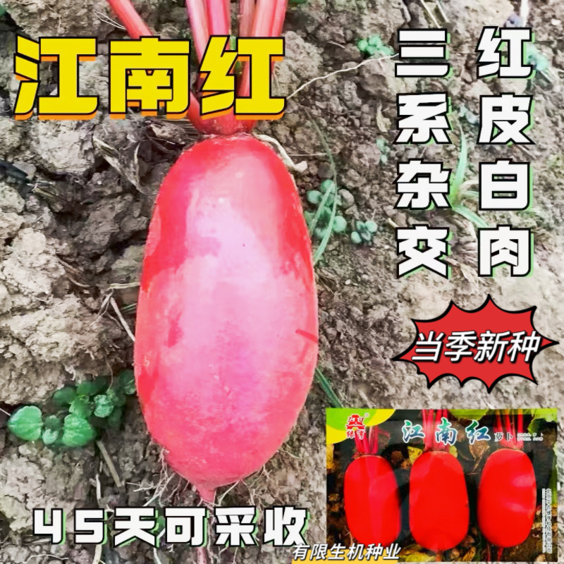 江南红 红皮白肉萝卜种子三系杂交红萝卜种农家秋播满身红萝卜籽