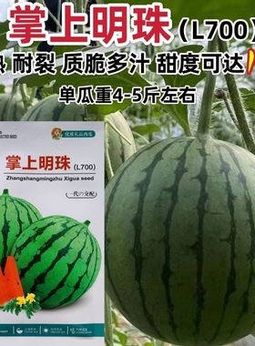 掌上明珠L700西瓜种子特甜礼品西瓜品种早熟小型西瓜种籽薄皮耐裂