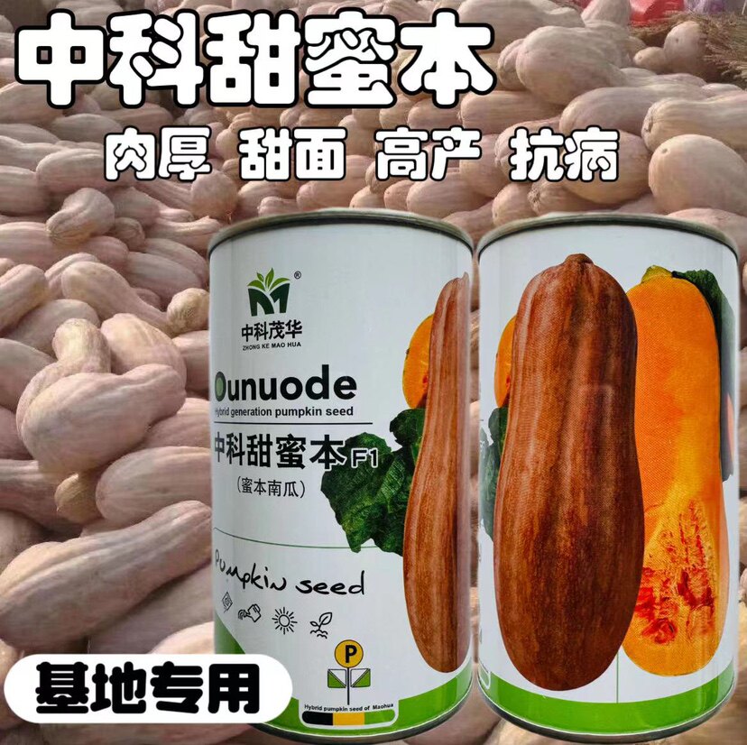 中科甜蜜本南瓜种子中科茂华早中熟高产面甜大果蜜本南瓜倭瓜种籽