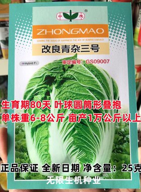 改良青杂三号大白菜种子菜园农家秋季播蔬菜孑辣白菜泡菜高产种籽