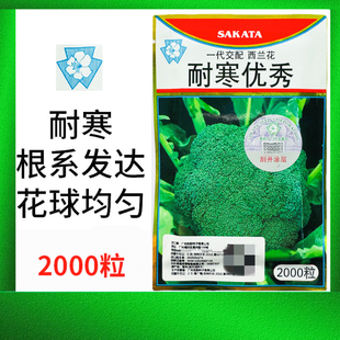 耐寒优秀西兰花种子耐寒青花菜种籽春秋四季阳台盆栽蔬菜种孑正品