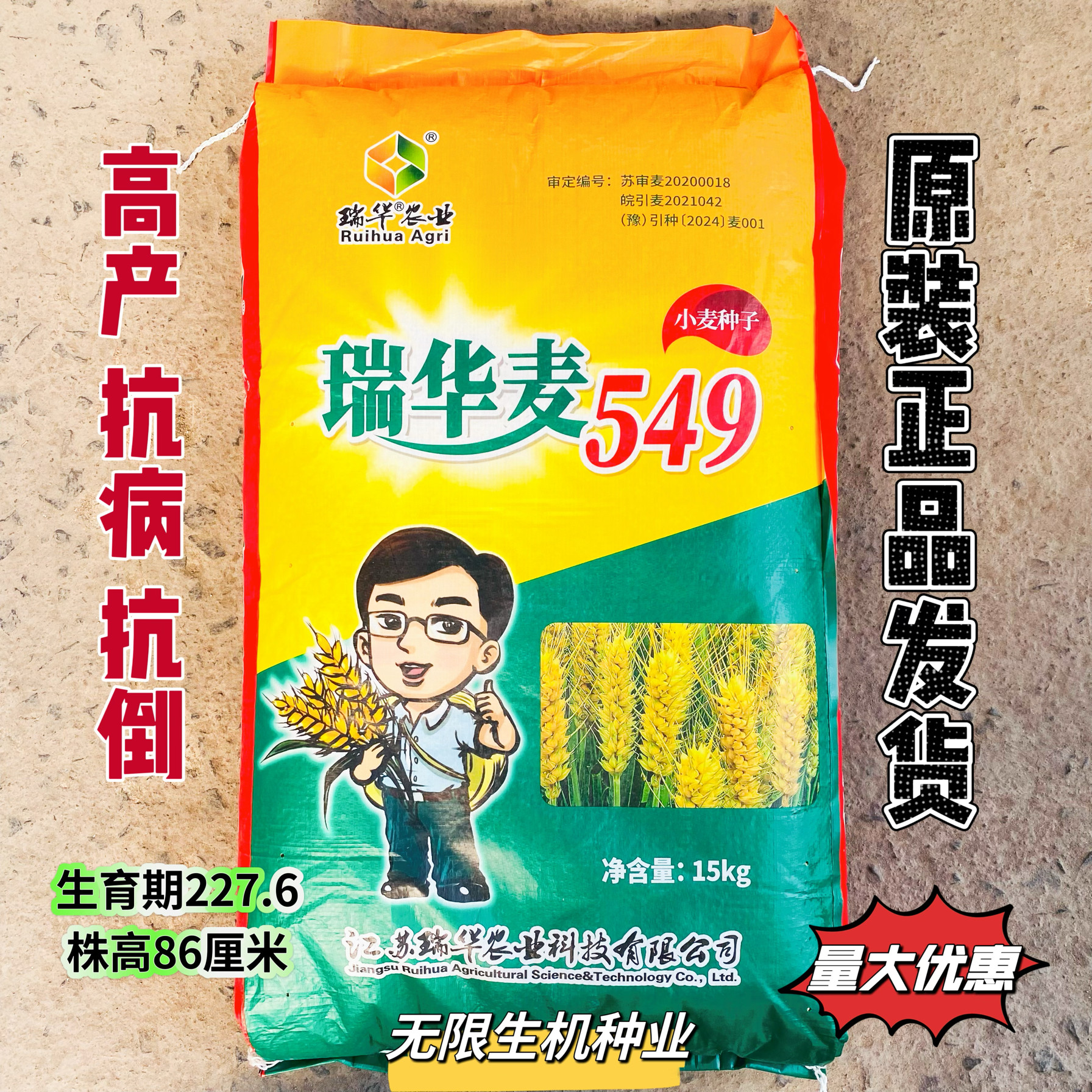 瑞华麦549小麦种子优质穗大高产原装正品矮杆抗倒伏强抗病小麦种
