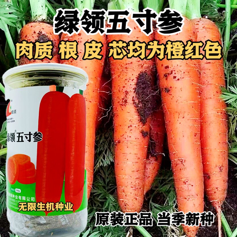 绿领五寸参胡萝卜种子三红率高高产胡萝卜红萝卜种籽孑正品300克