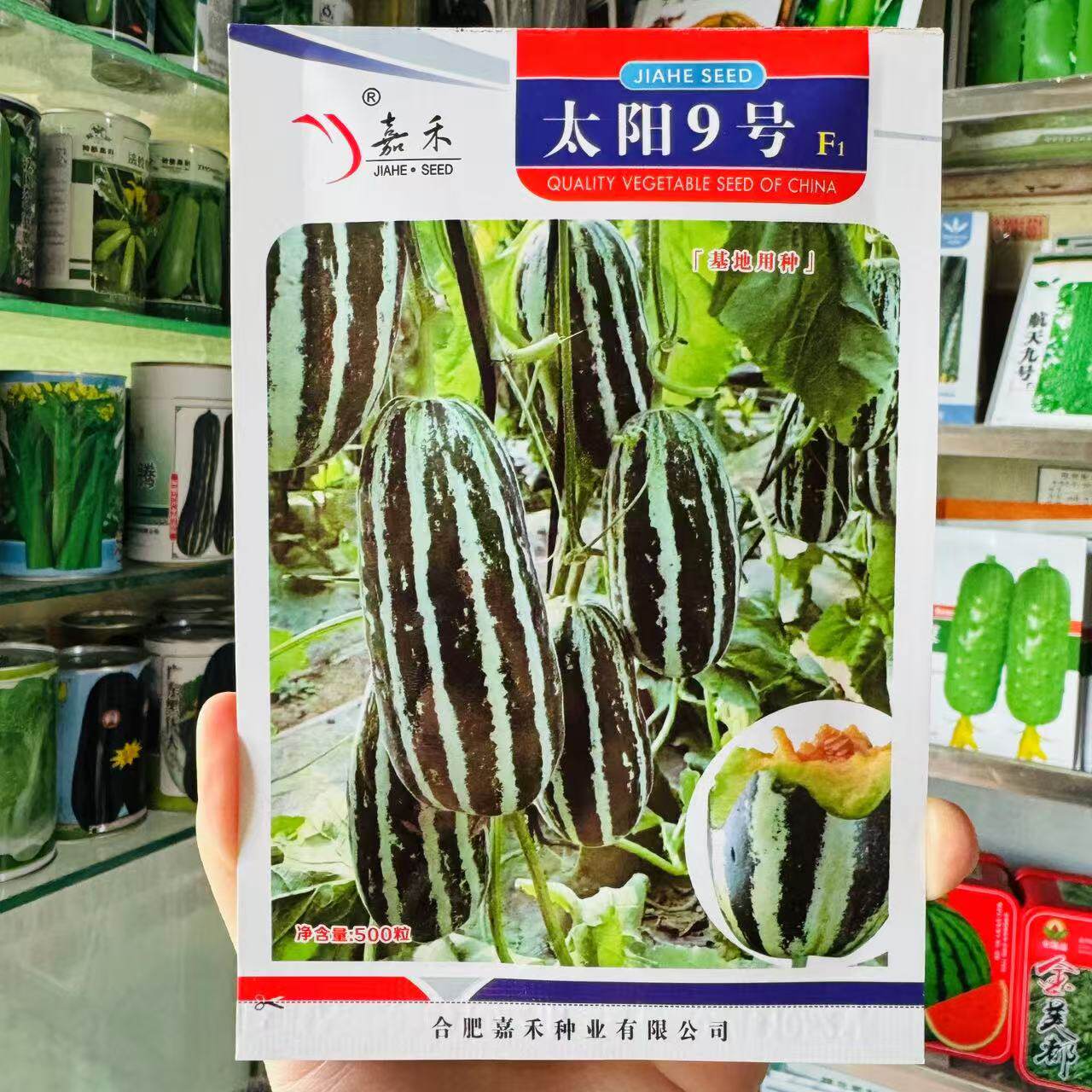 嘉禾太阳9号甜瓜种子薄皮冰糖子香瓜种子籽四季阳台盆栽水果种子