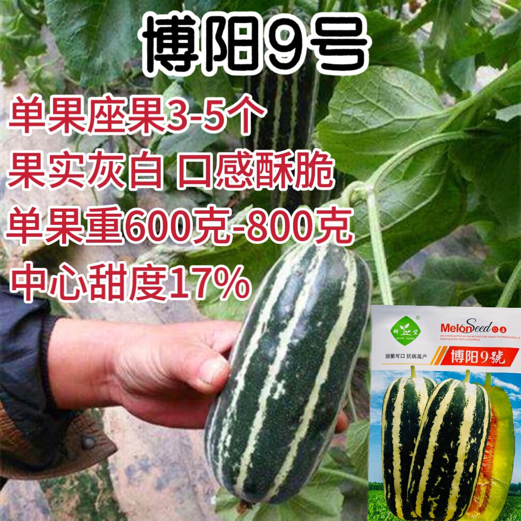 博阳9号甜瓜种子薄皮黄绿色果肉酥脆博阳九号香瓜种籽抗病高产籽