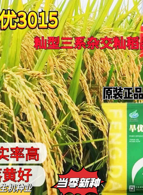 原装3015旱稻种子旱稻种优质杂交生育期111.7天节水抗旱稻谷正品