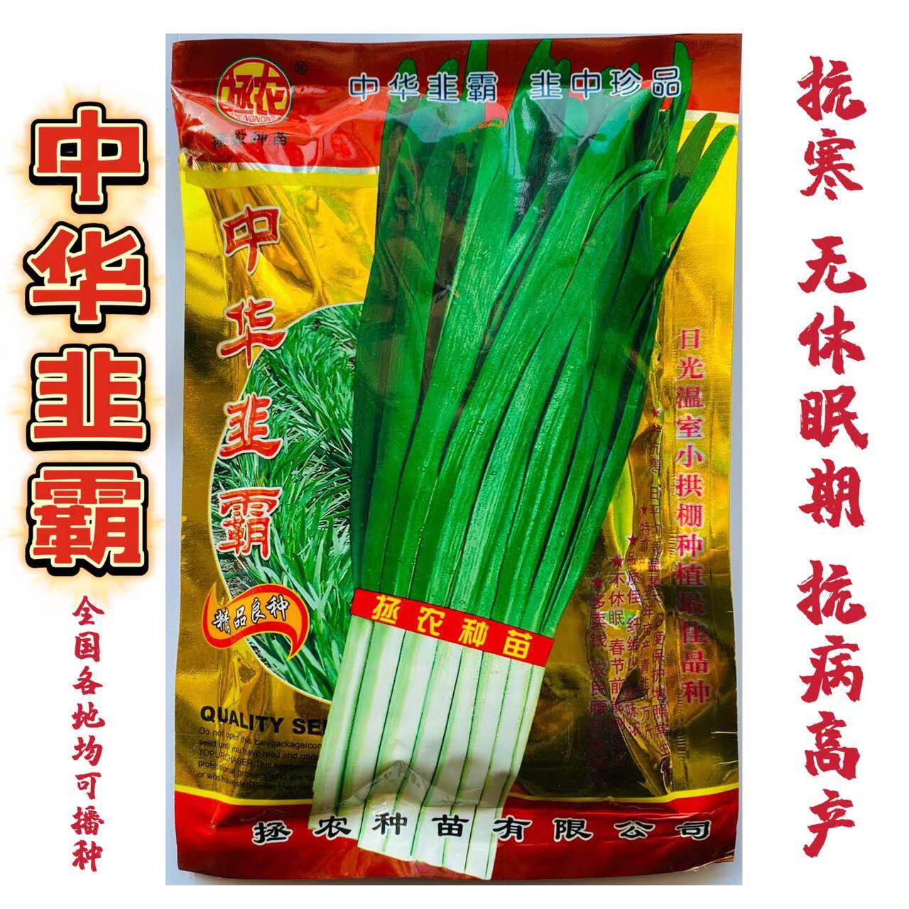 拯农不开花高产抗寒浓绿