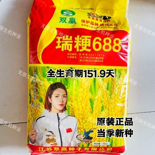 粳稻种子瑞粳688水稻种籽高产抗病圆粒软香米种籽农家大田水稻种