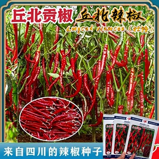 丘北贡椒种子2024年新种正宗丘北辣椒种籽高产抗病农家大田红尖椒