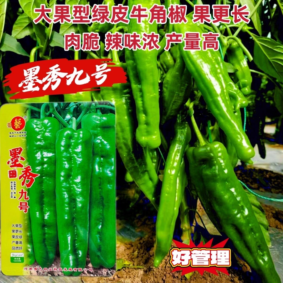 豫艺墨秀九号辣椒种子大果型牛角椒种籽绿皮长果青椒种子辣味浓