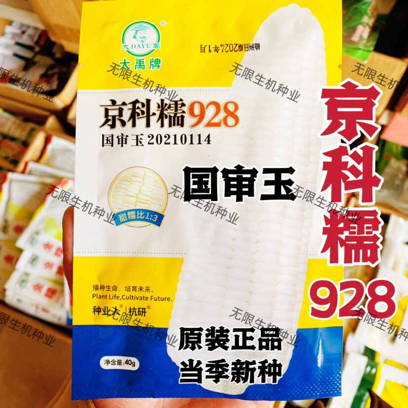 京科糯928白玉米种子高产抗病杂交一代国审白糯玉米种籽春秋播种
