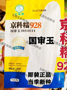 京科糯928白玉米种子高产抗病杂交一代国审白糯玉米种籽春秋播种