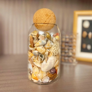 贝壳标本展示盒沙滩海螺海星石头标本收藏透明玻璃瓶装饰纪念摆件