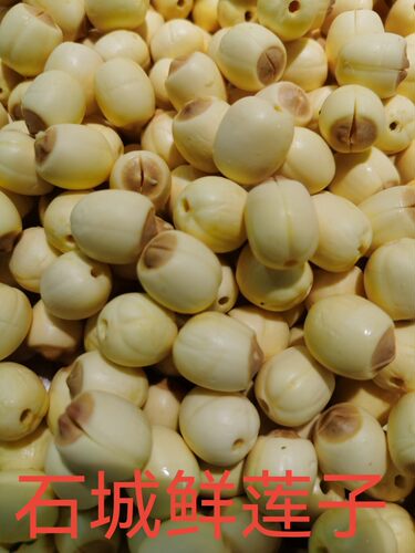 石城通心鲜莲子江西赣南特产石城鲜莲手工现做现发