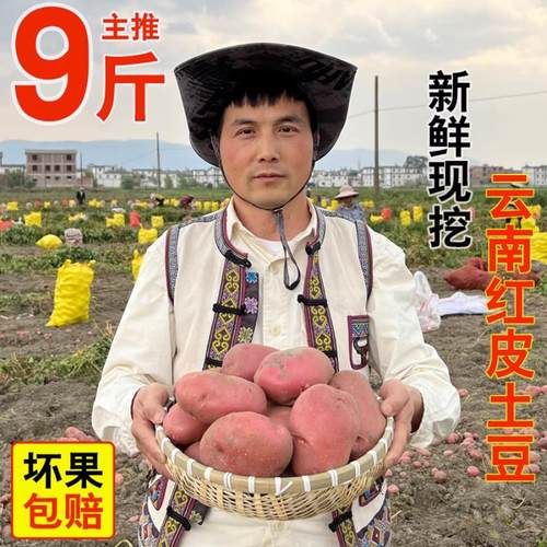 丽江新鲜现挖土豆福奶奶红皮黄心