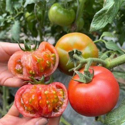 粉丽人毛粉番茄种子非转基因西红柿苗秧种籽沙瓤传统四季蔬菜水果