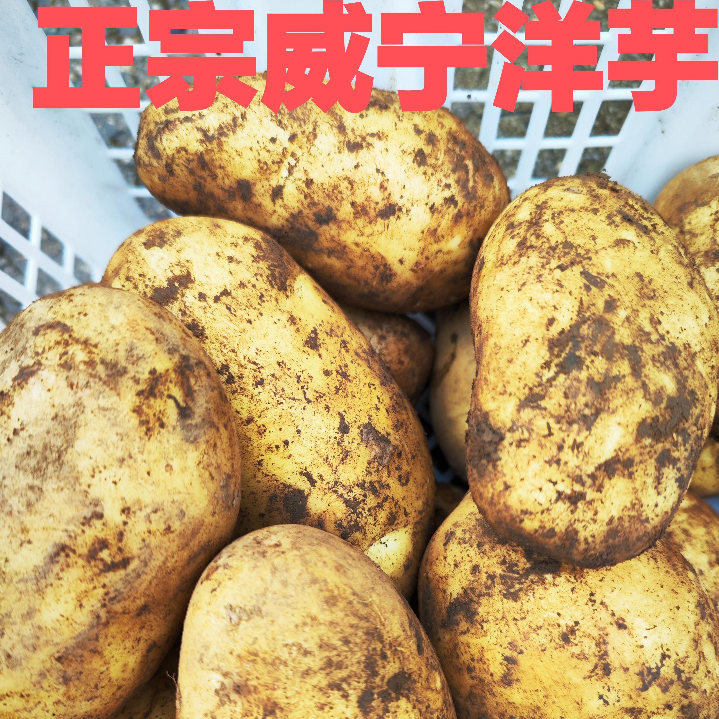 2025威宁正宗新洋芋新鲜土豆