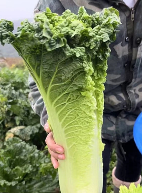 现砍现发贵州威宁高山露天自然生长青口白白菜新鲜蔬菜青麻叶菜脆