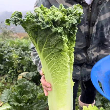 现砍现发贵州威宁高山露天自然生长青口白白菜新鲜蔬菜青麻叶菜脆