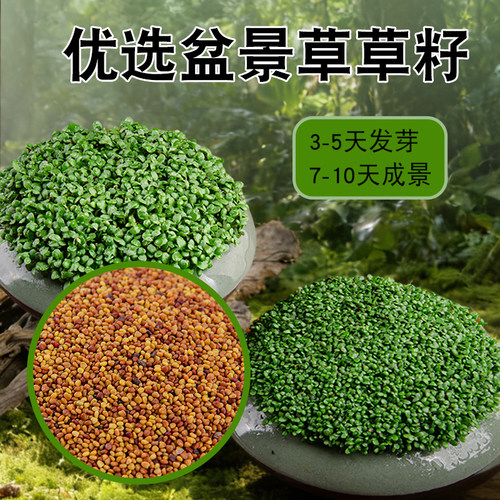 盆景草籽3天发芽7天成景