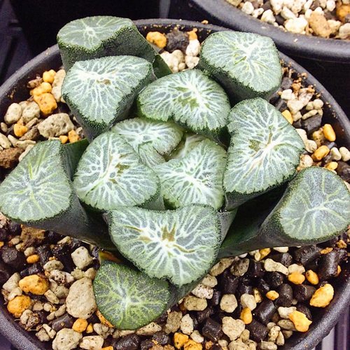 白妙万象 大窗浓纹 玉露十二卷 多肉植物盆栽 一物一拍