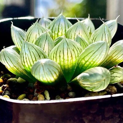 优选实生玉露 籽播选拔 十二卷多肉绿植盆栽 一物一拍