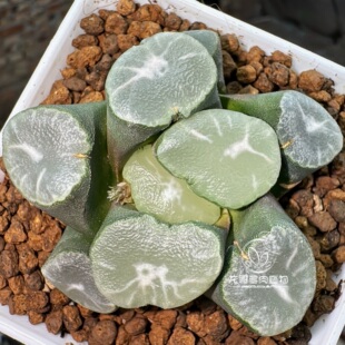 初霜万象 欧若拉系玉露十二卷多肉植物绿植盆栽一物一拍