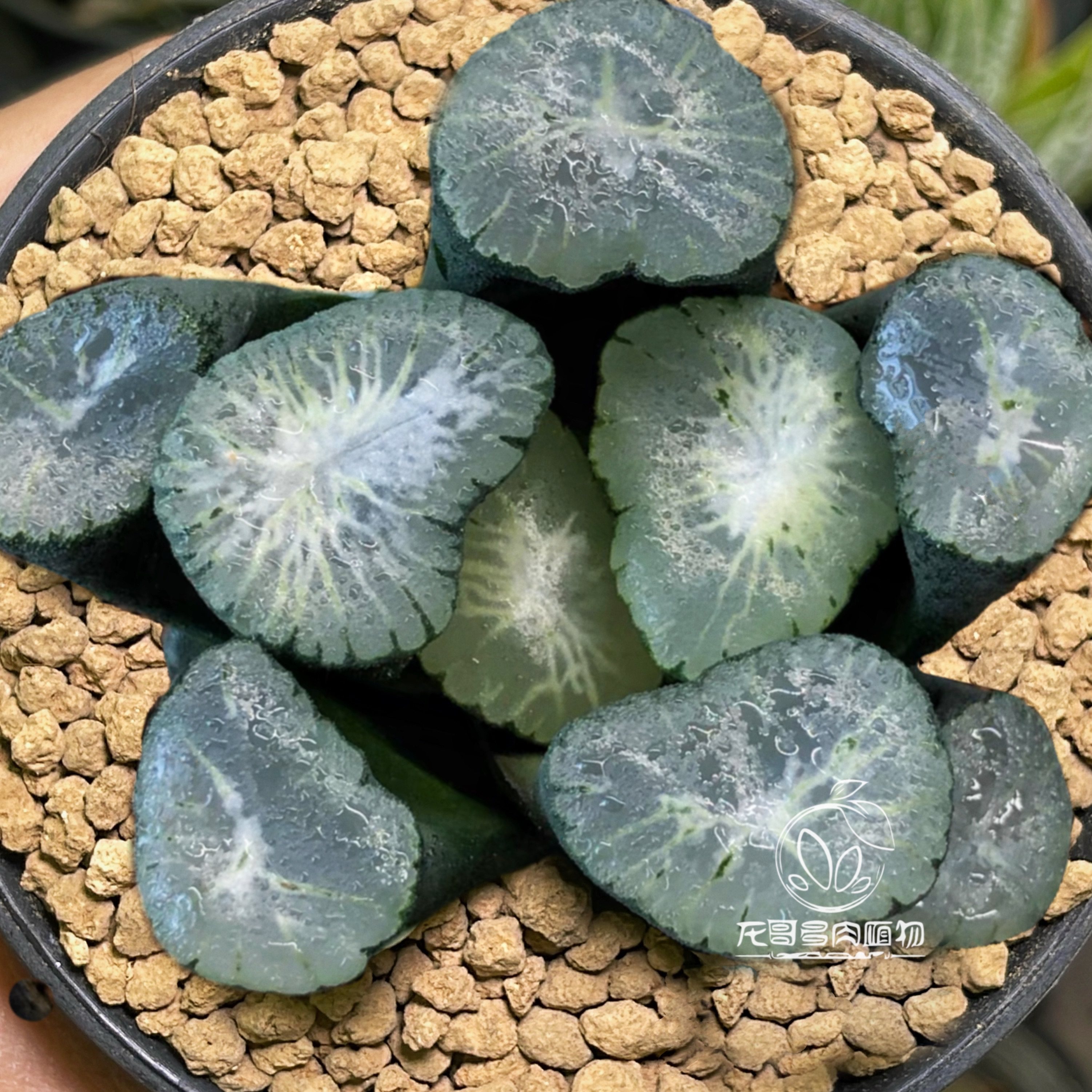 大爆炸万象 日输入铭品 玉露十二卷多肉植物盆栽一物一拍,鲜花速递/花卉仿真/绿植园艺,多肉植物,淘宝优惠券,粉丝福利购,淘宝优惠卷