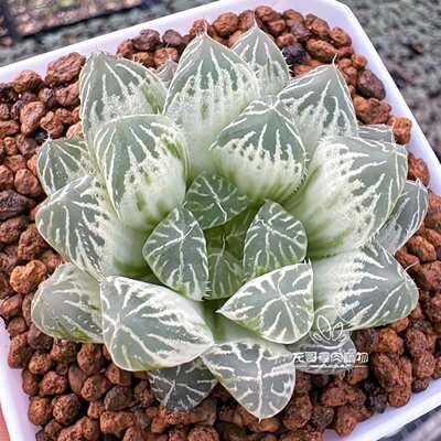 白斑玉露 糊斑白锦 玉露十二卷多肉植物绿植盆栽一物一拍