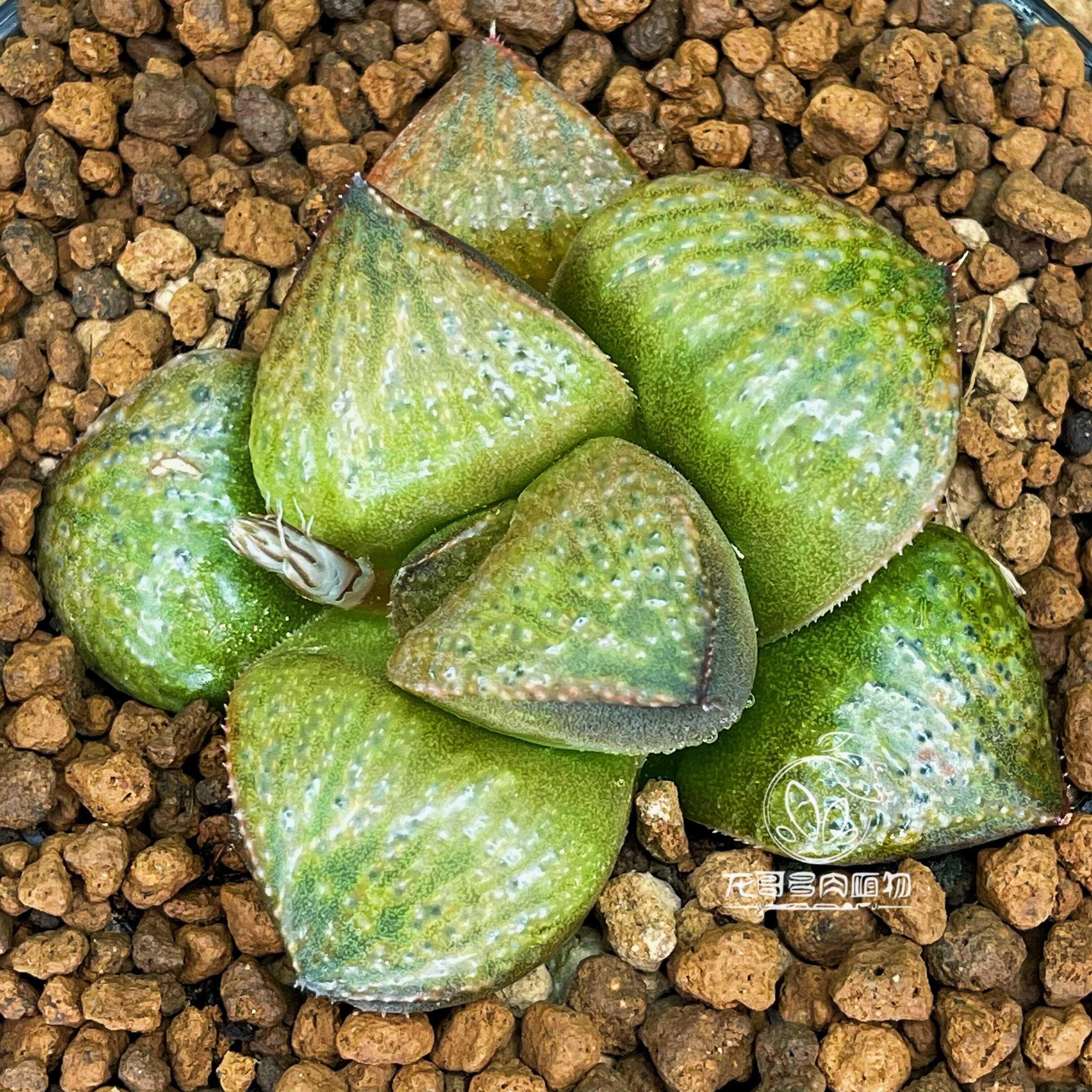抹茶青蟹 巧克力青蟹 玉露十二卷多肉植物盆栽 一物一拍