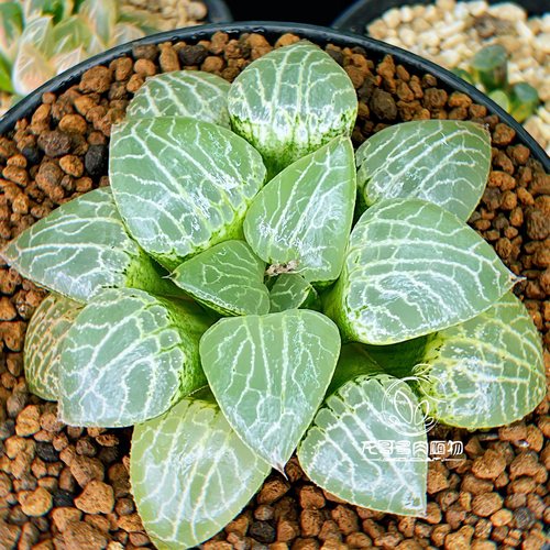 水晶康平101 玉露十二卷龙哥多肉植物绿植盆栽 一物一拍