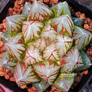 龙爪玉露大窗玉露黑肌霓虹灯十二卷多肉绿植盆栽一物一拍