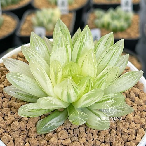 【顺丰】冰狐玉露锦 原始玉露锦十二卷 多肉植物绿植盆栽一物一拍