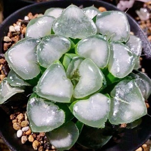 姬翠 云窗克里克特 玉露十二卷多肉植物绿植盆栽一物一拍