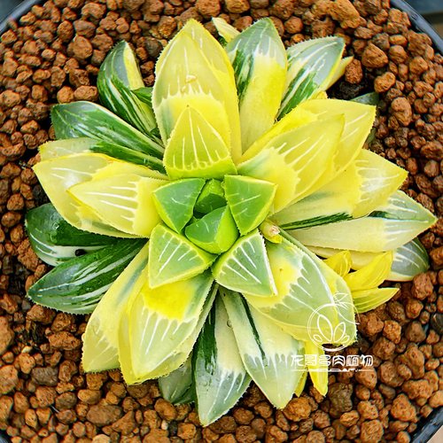 【顺丰】姬寿锦 极上斑 玉露十二卷 盆栽绿植 多肉植物 一物一拍