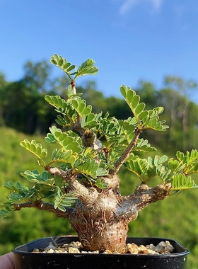 沙漠苏木 Senna meridionalis 块根多肉植物盆栽一物一拍