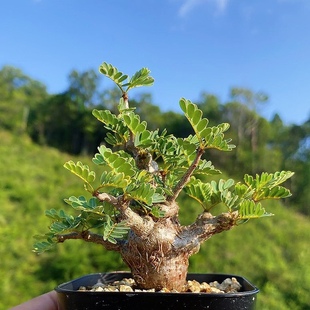 沙漠苏木 Senna meridionalis 块根多肉植物盆栽一物一拍