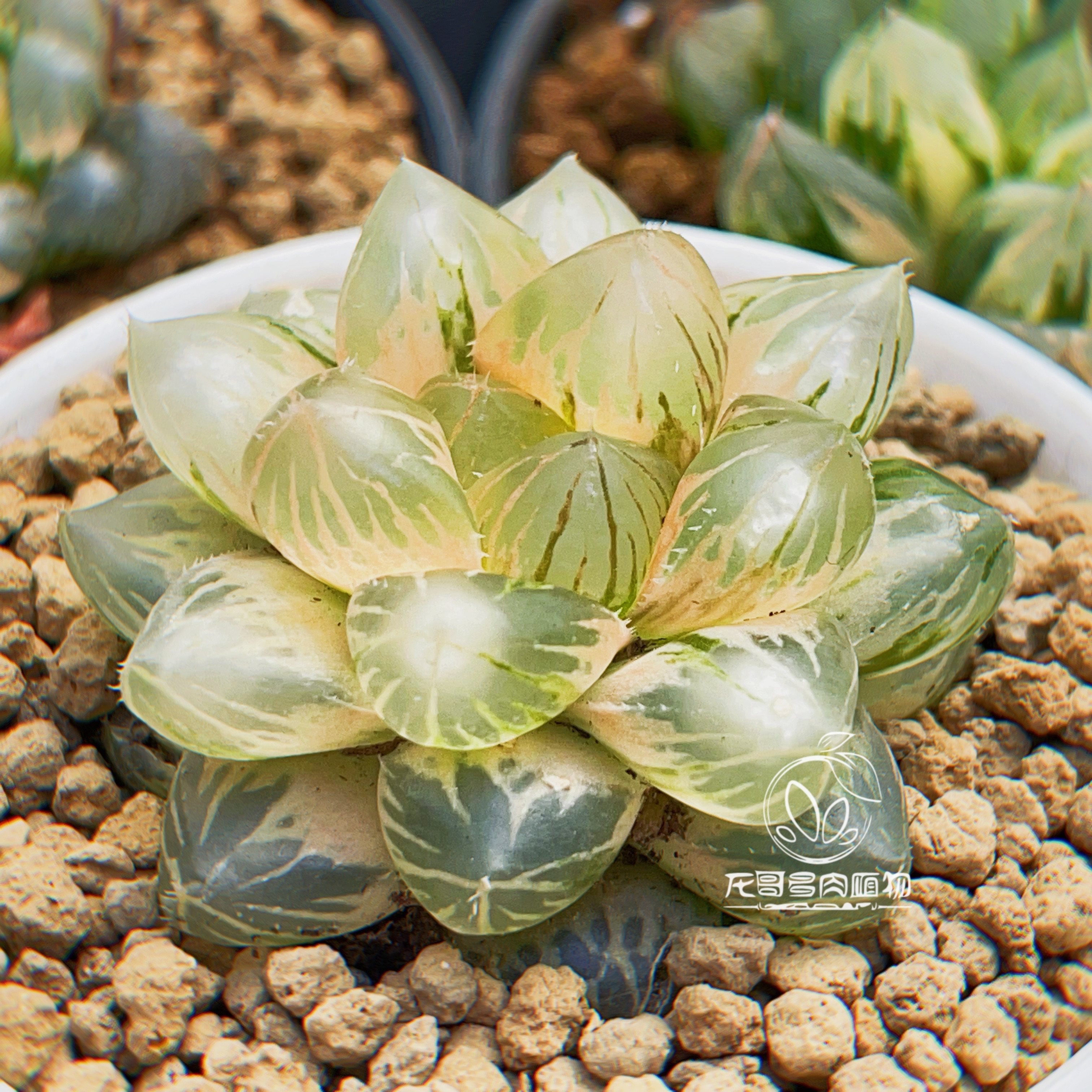 OM玉露锦 大窗非霓虹灯玉露十二卷多肉植物 一物一拍