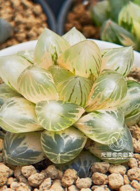 OM玉露锦 大窗非霓虹灯玉露十二卷多肉植物 一物一拍