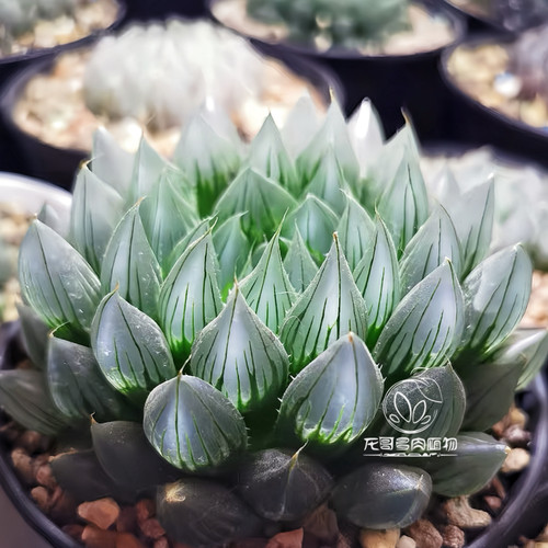 Y4玉露 实生大型薄皮透窗原始 玉露十二卷多肉植物盆栽一物一拍